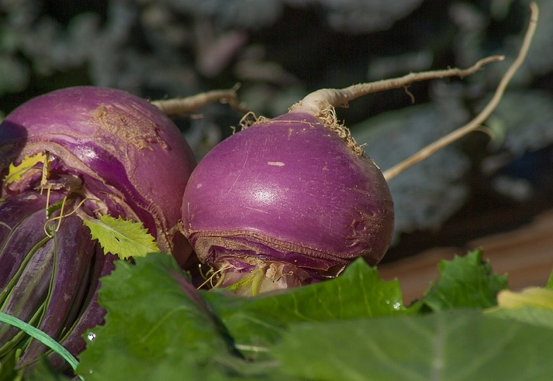 Turnip for Potence